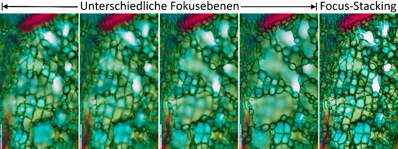 UDE BioSlides durchfokussieren